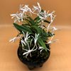 Neofinetia falcata unkai 雲海 